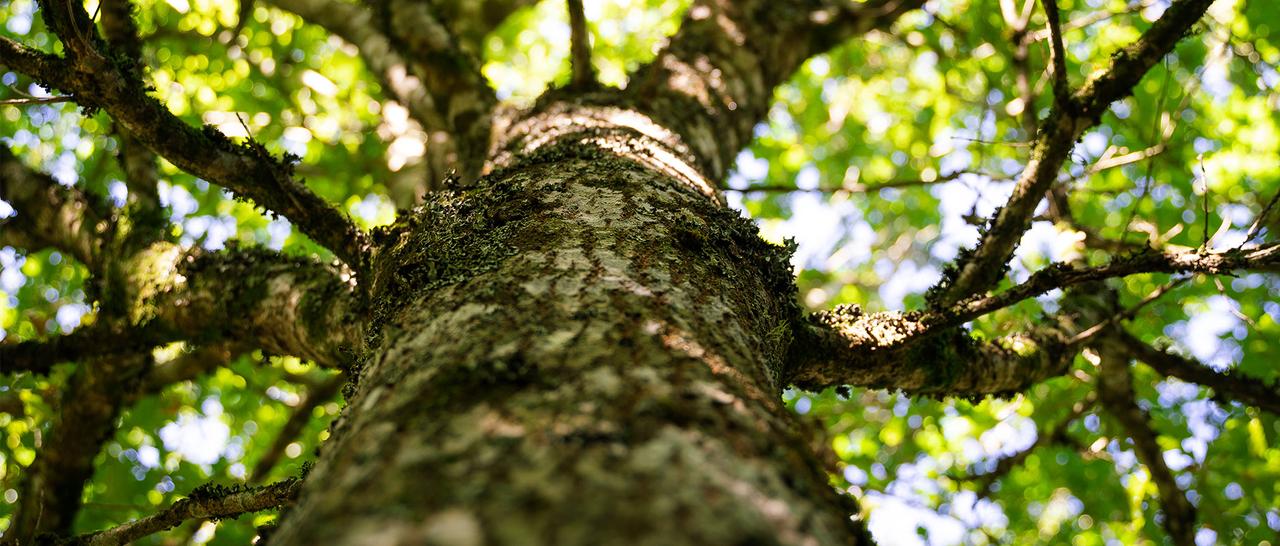 Photo haute résolution du tronc d'un arbre dans son environnement naturel, partenariat reboisement EcoTree et JPG