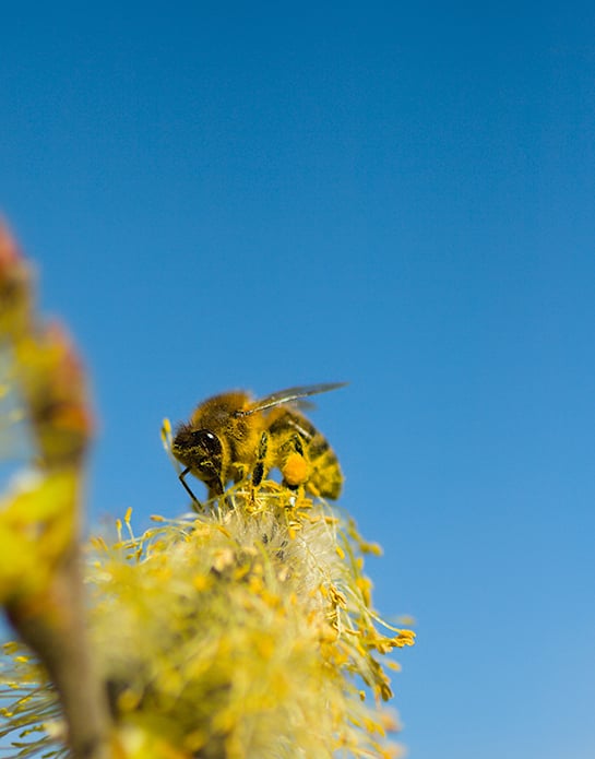 Abeille qui butine