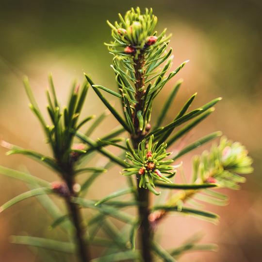 Photo haute résolution de feuilles de pin, partenariat sauvegarde de l'écosystème Ecotree et JPG