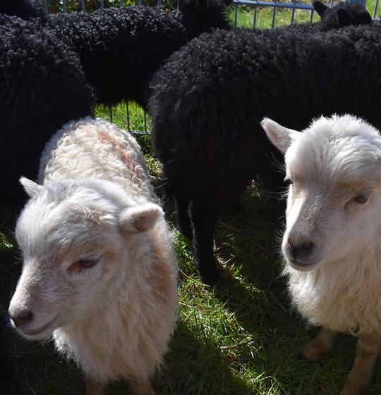Petits agneaux blancs